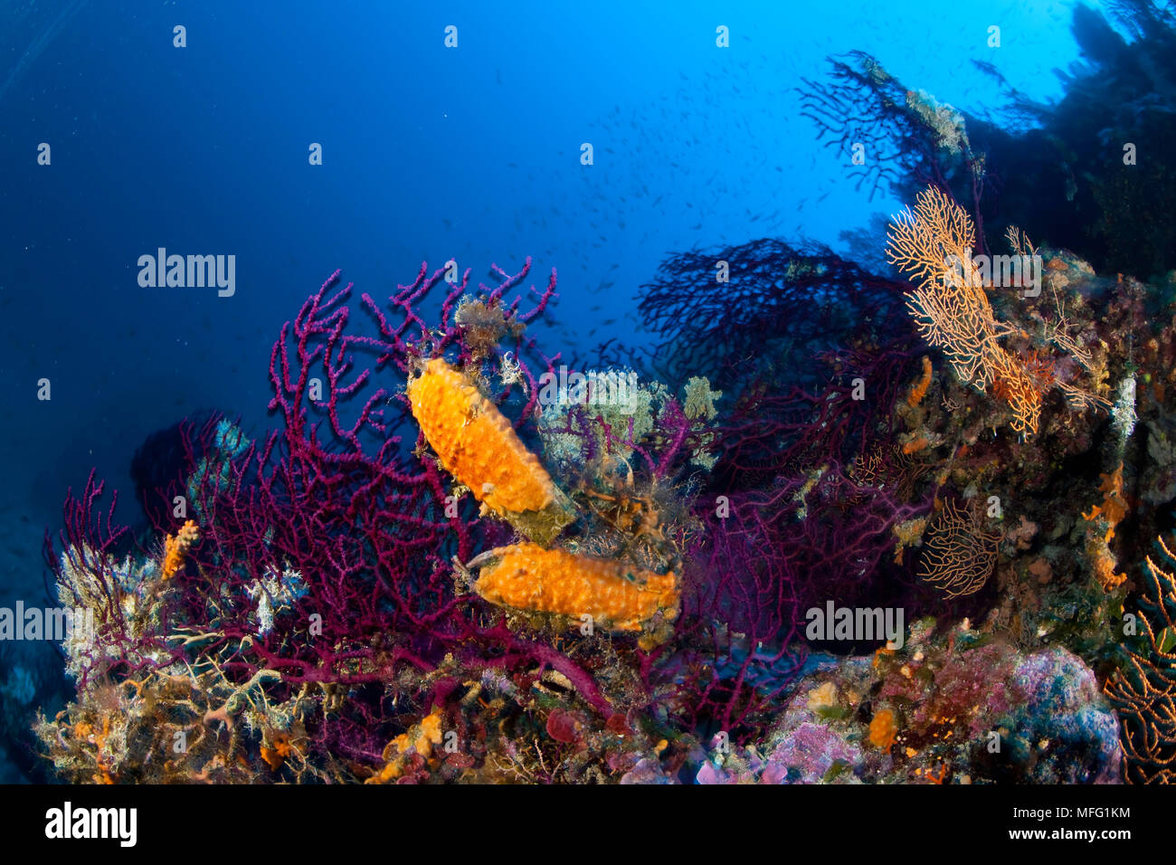 Paio di gattucci uovo, Scyliorhinus sp., sul mare rosso ventola, Paramuricea clavata, Stupiste nel sito di immersione, Isola di Vis, Croazia, Mare Adriatico, Mediterran Foto Stock