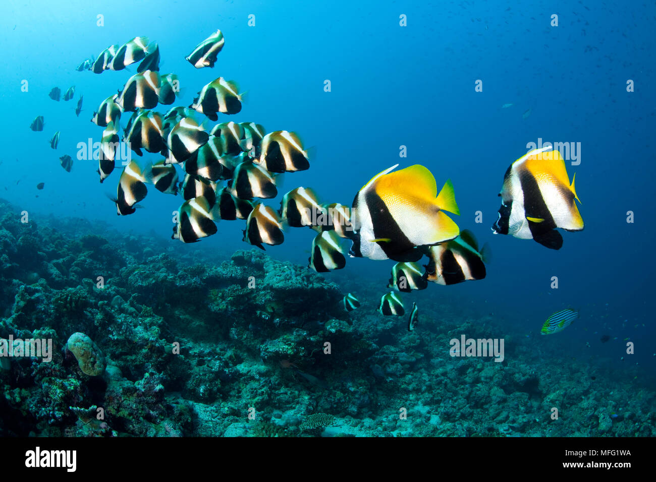 La Shoal mascherata di bannerfish; Heniochus monoceros e fantoccio bannerfish, Heniochus pleurotaenia, Maldive, Oceano Indiano Foto Stock