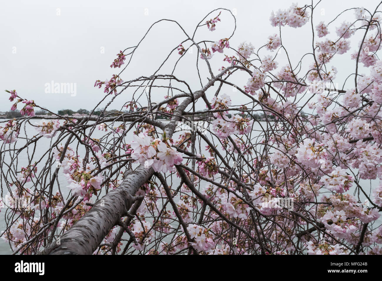 Fiori di Ciliegio che esplode di bloom intorno a Washington DC. Foto Stock