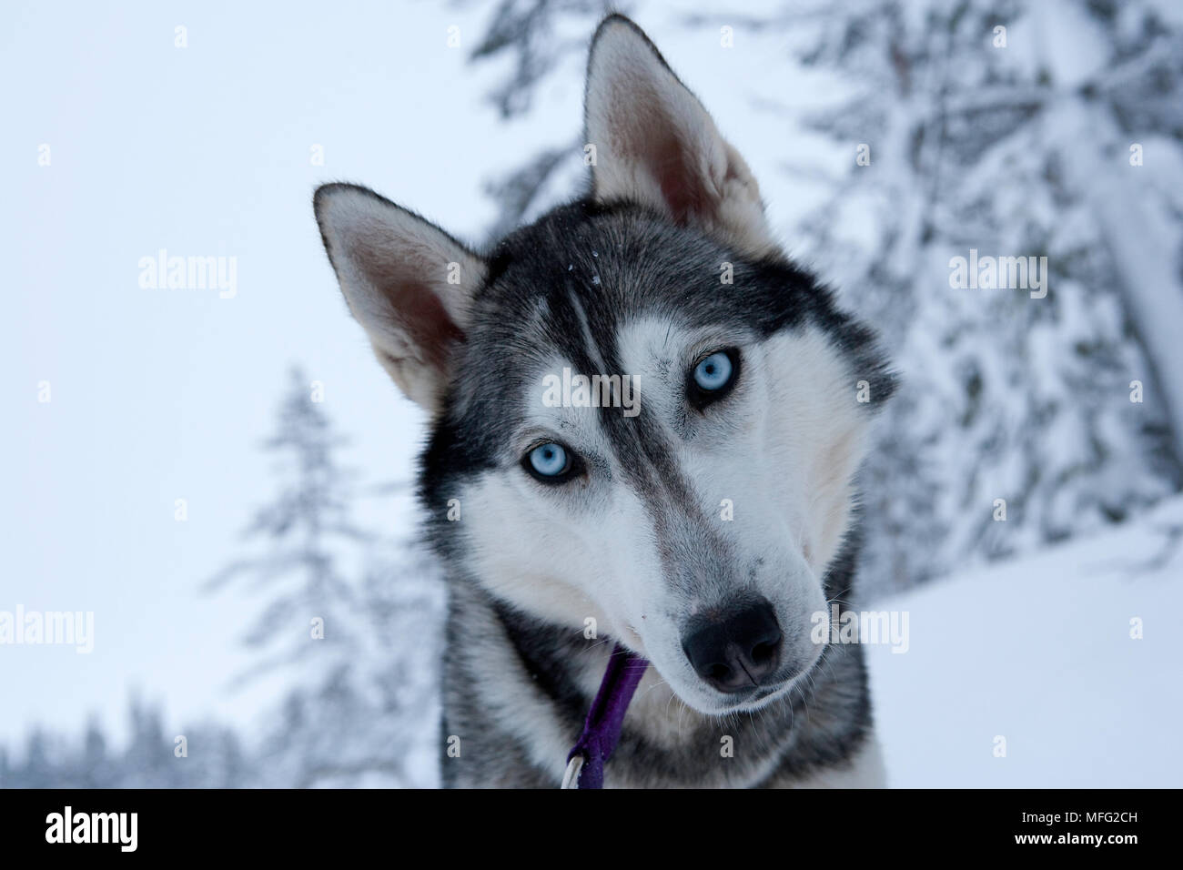 Siberian Husky utilizzati per slitte trainate da cani all'interno di Riisitunturi national park, Lapponia, Finlandia Foto Stock