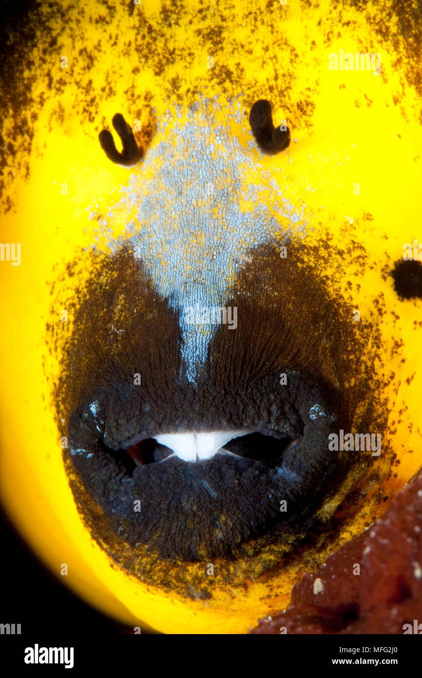 Bocca di dettaglio del nero-spotted Puffer fish, Arothron nigropunctatus, Halmahera, Mare delle Molucche, Indonesia, Oceano Pacifico Foto Stock