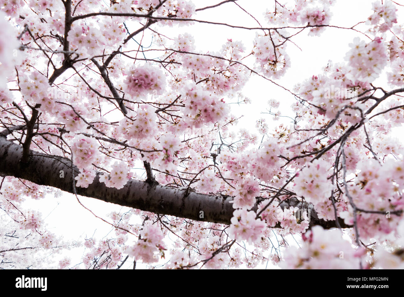 Fiori di Ciliegio che esplode di bloom intorno a Washington DC. Foto Stock