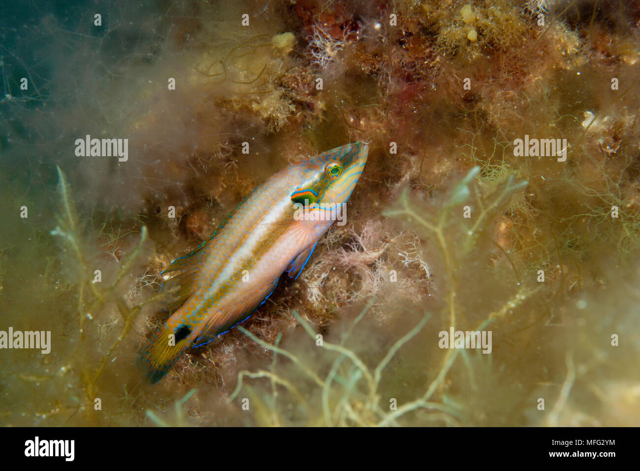 Ocellated wrasse, Symphodus ocellatus, maschio su in allevamento piumaggio, "La Botte' sito di immersione, isola di Ponza, Mar Tirreno, Mediterranea Foto Stock