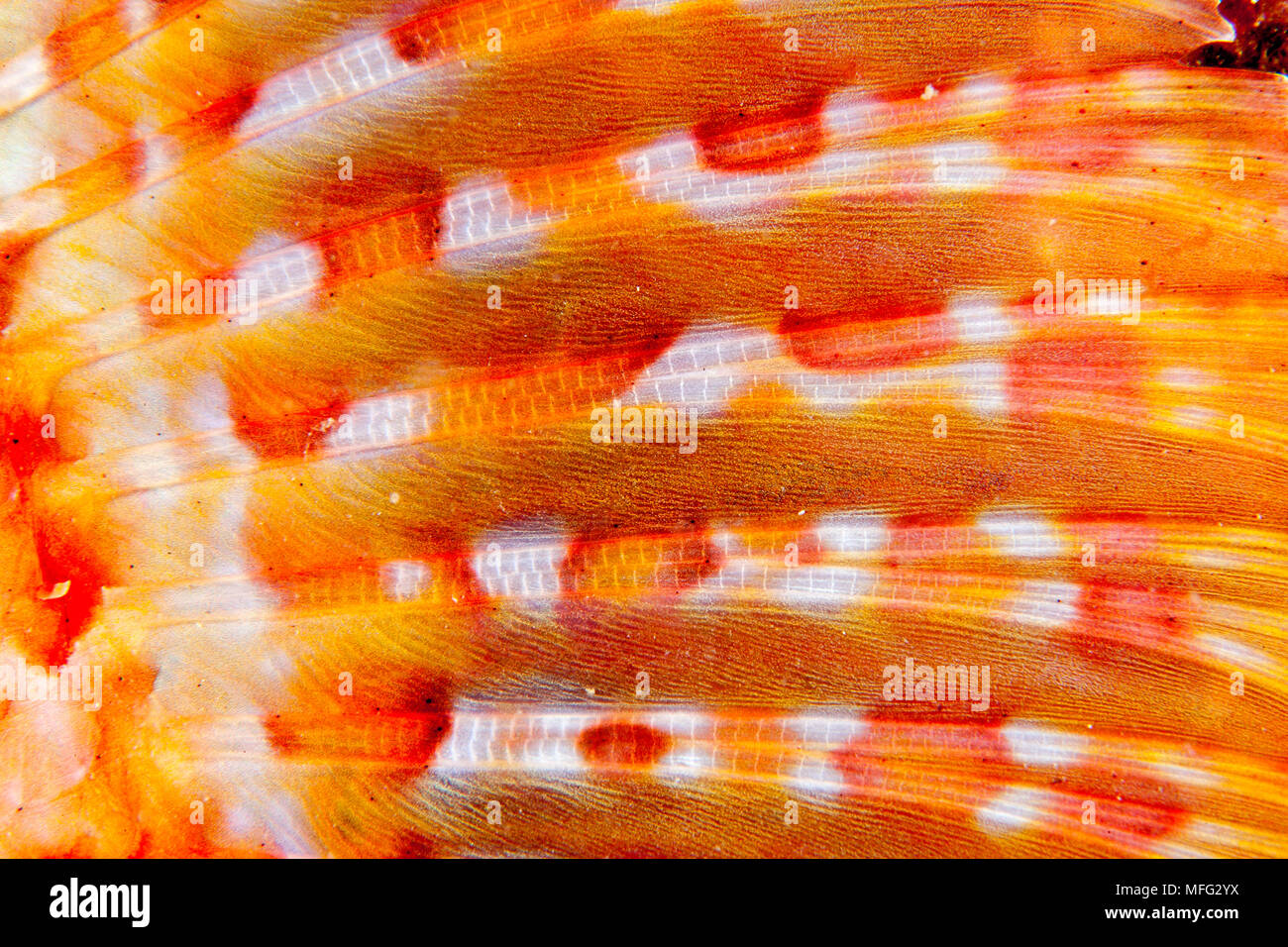 Pettorali aletta del dettaglio di grande pesce, Scorpaena scrofa, isola di Ponza, Mar Tirreno, Mediterranea Foto Stock