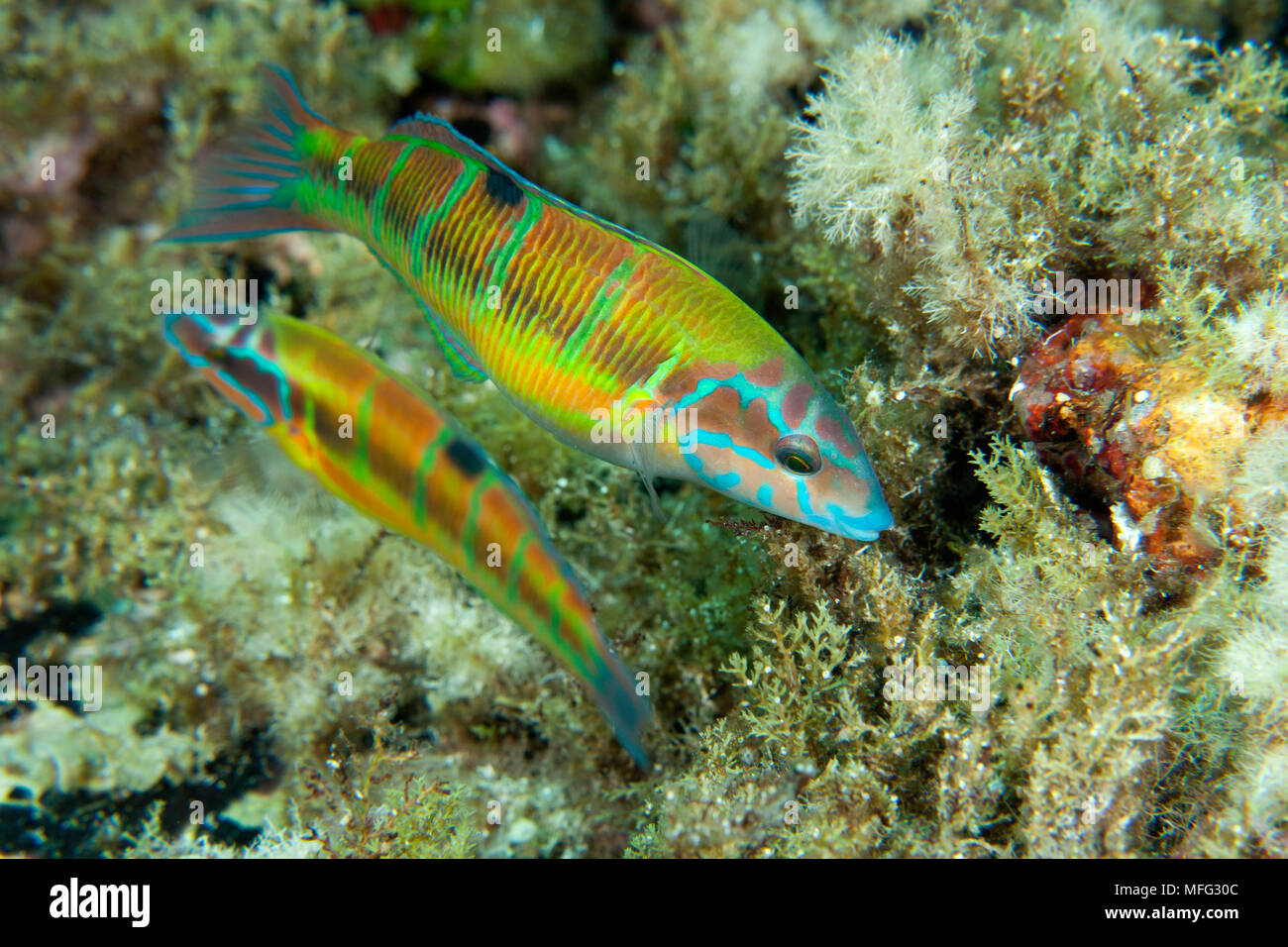 Wrasse, Thalassoma pavo, isola di Ponza, Mar Tirreno, Mediterranea Foto Stock