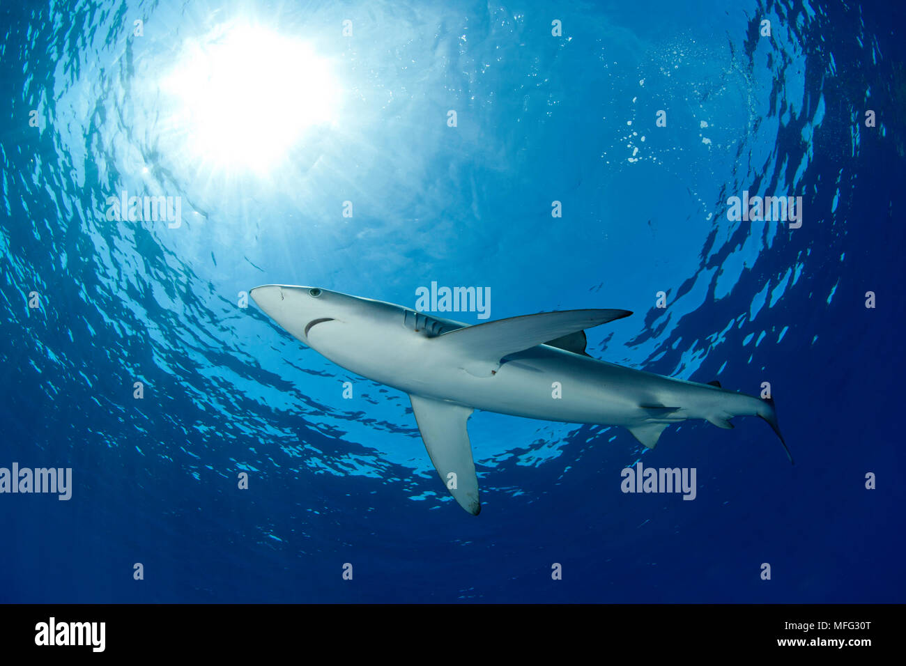 Blue Shark, Prionace glauca, isola Pico, Azzorre, Portogallo, Oceano Atlantico Foto Stock