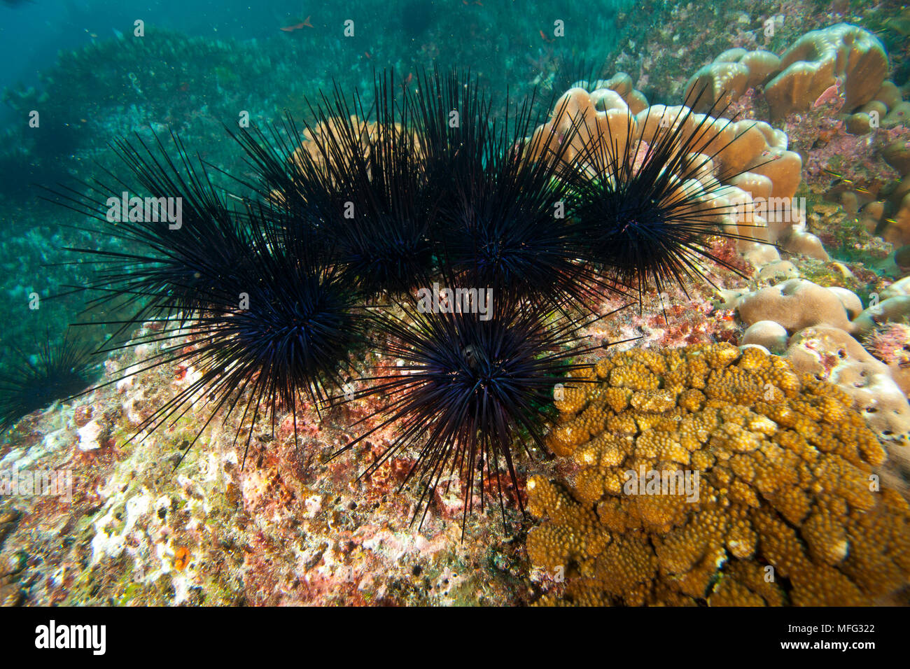 Incoronato urchin, Centrostephanus coronatus, Cocos Island, Parco nazionale, patrimonio mondiale naturale, Costa Rica, Oriente Oceano Pacifico Foto Stock