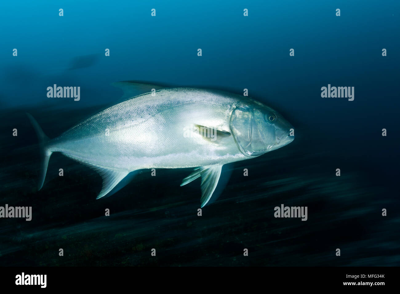 Jack Almaco, Seriola rivoliana, Cocos Island, Parco nazionale, patrimonio mondiale naturale, Costa Rica, Oriente Oceano Pacifico Foto Stock