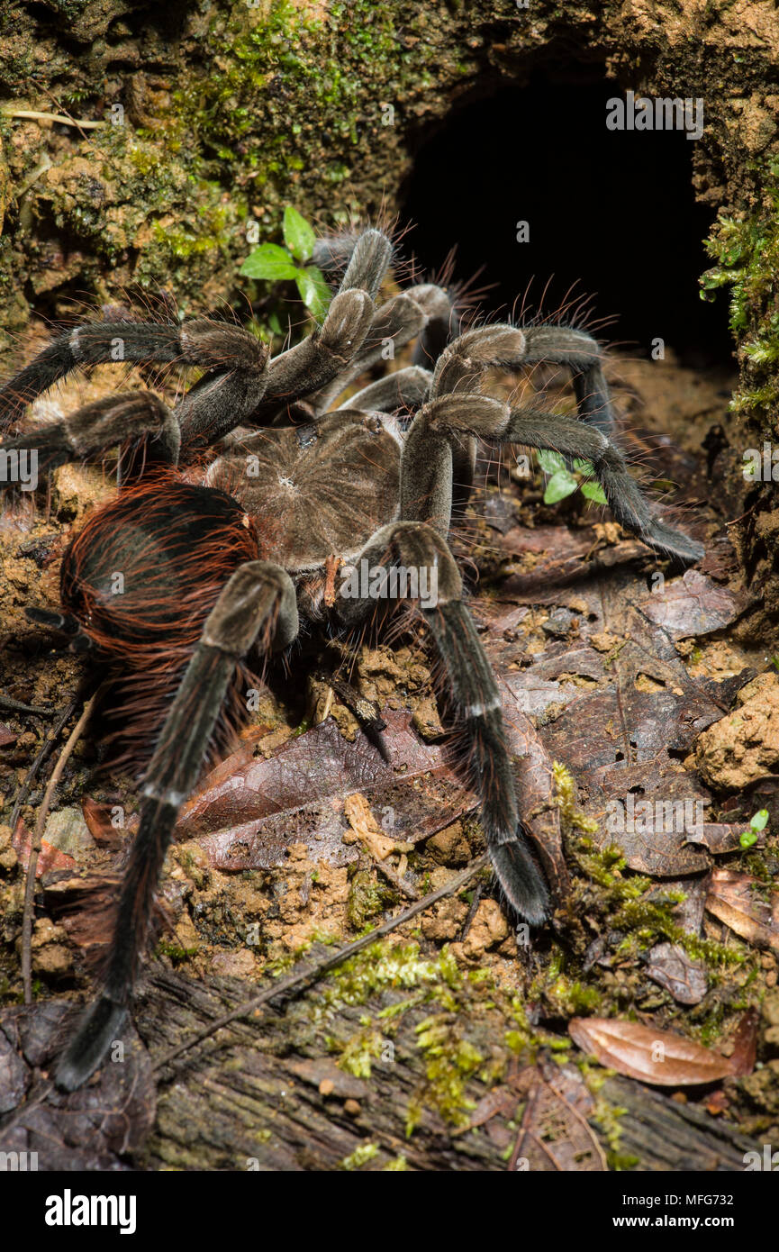 Tarantula di specie a scavare in Amazzonia ecuadoriana Foto Stock