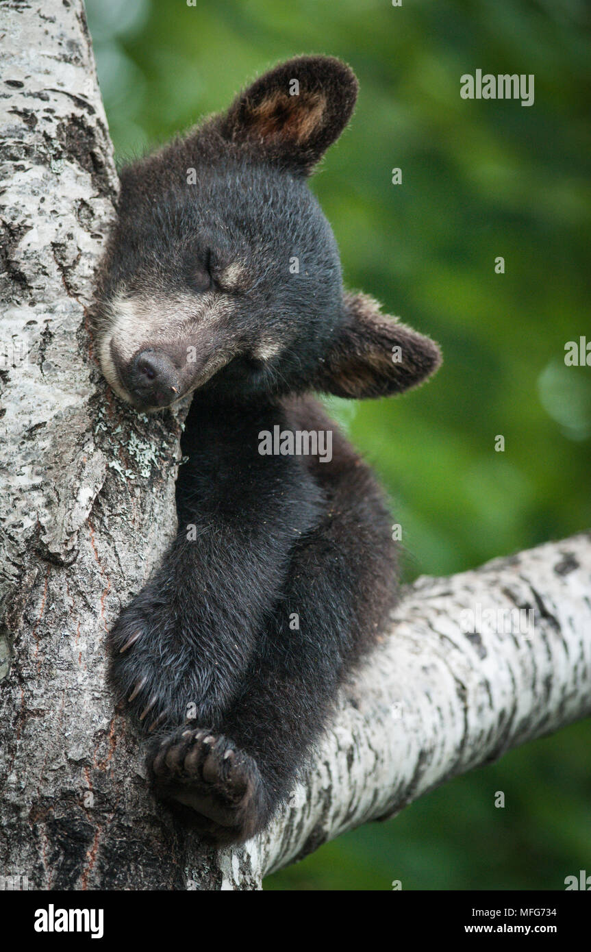 Black Bear Cub, Ursus americana, dormire nella struttura ad albero, New Brunswick, Canada Foto Stock