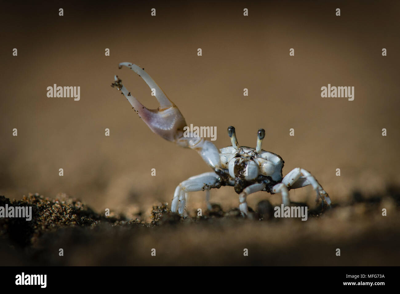 Fiddler crab, Uca sp. Penisola di Nicoya, Costa Rica Foto Stock