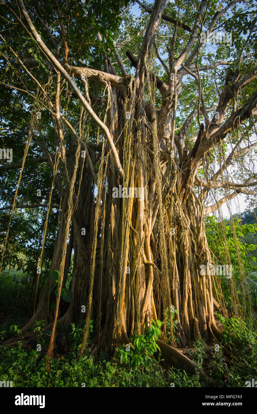 Strangler fig, Ficus sp. Penisola di Nicoya, Costa Rica Foto Stock