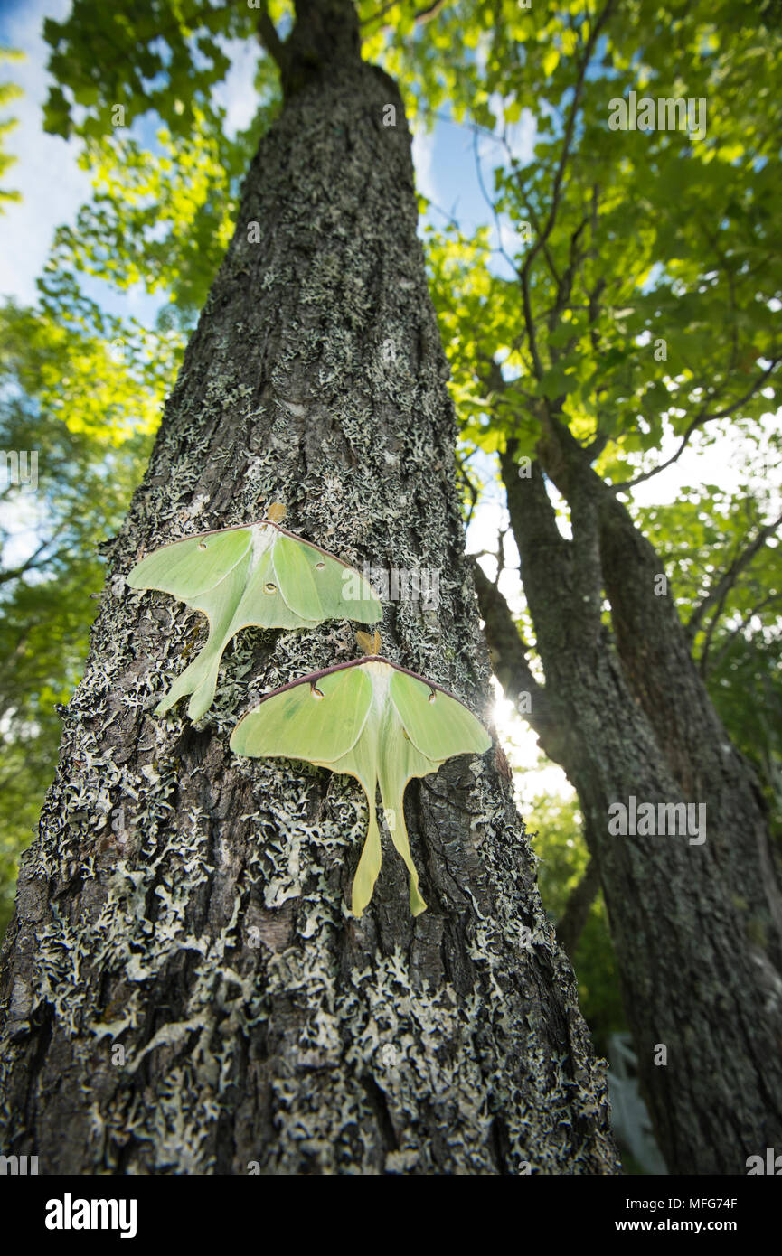 Luna falene Actia luna in New Brunswick Canada Foto Stock