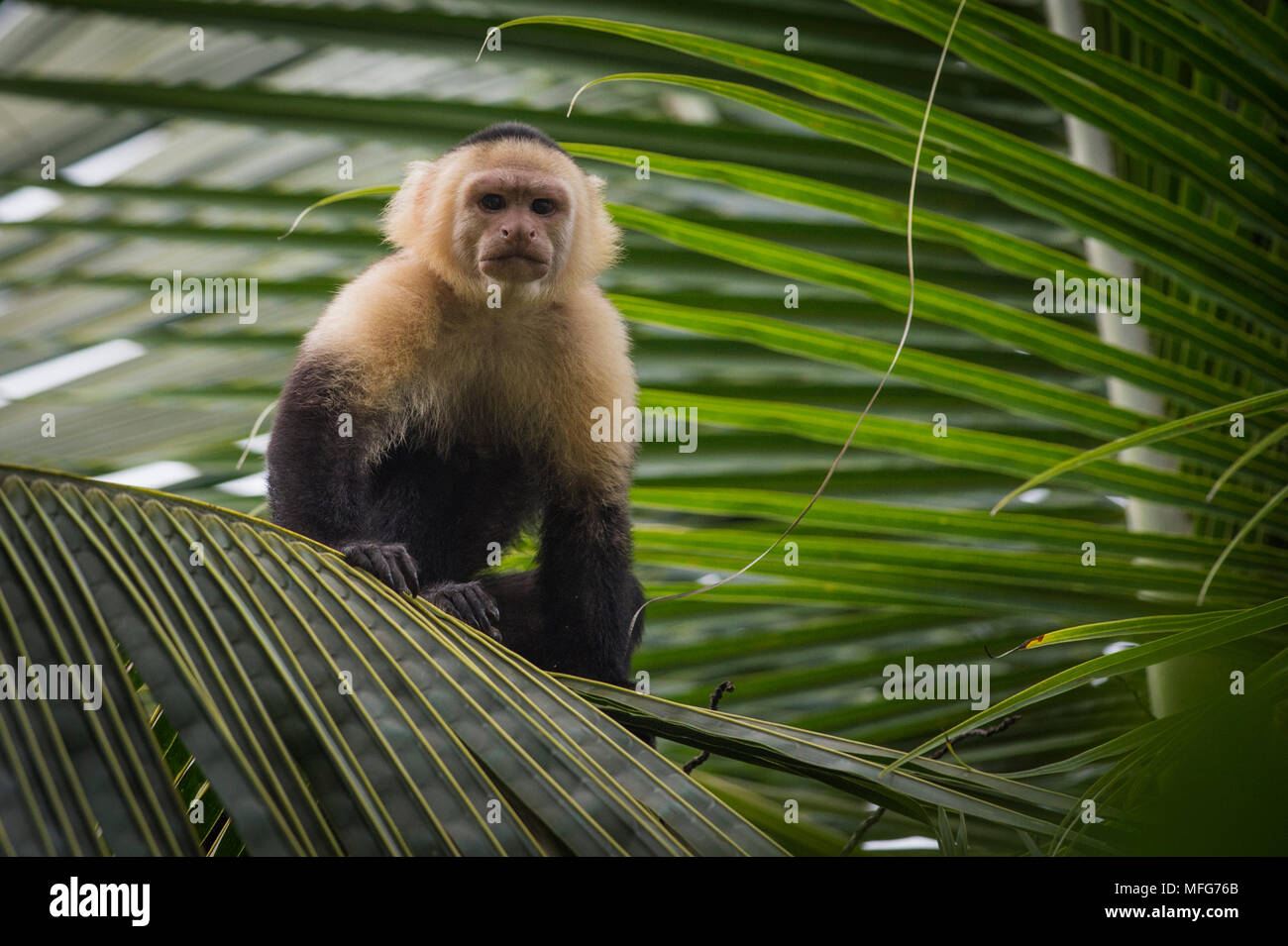 Un bianco di fronte-scimmia cappuccino Cebus capucinus nel Parco Nazionale di Tortuguero Costa Rica Foto Stock
