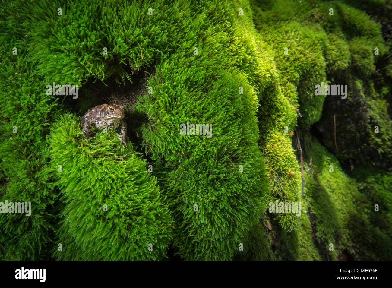 Un American toad, Anaxyrus americanus, New Brunswick, Canada Foto Stock