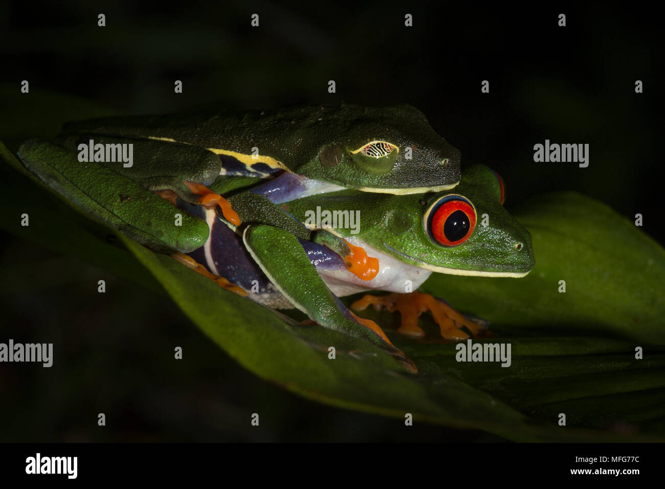Red-eyed tree rane, Agalychnis callidryas, in amplexus nel Parco Nazionale di Tortuguero, Costa Rica Foto Stock