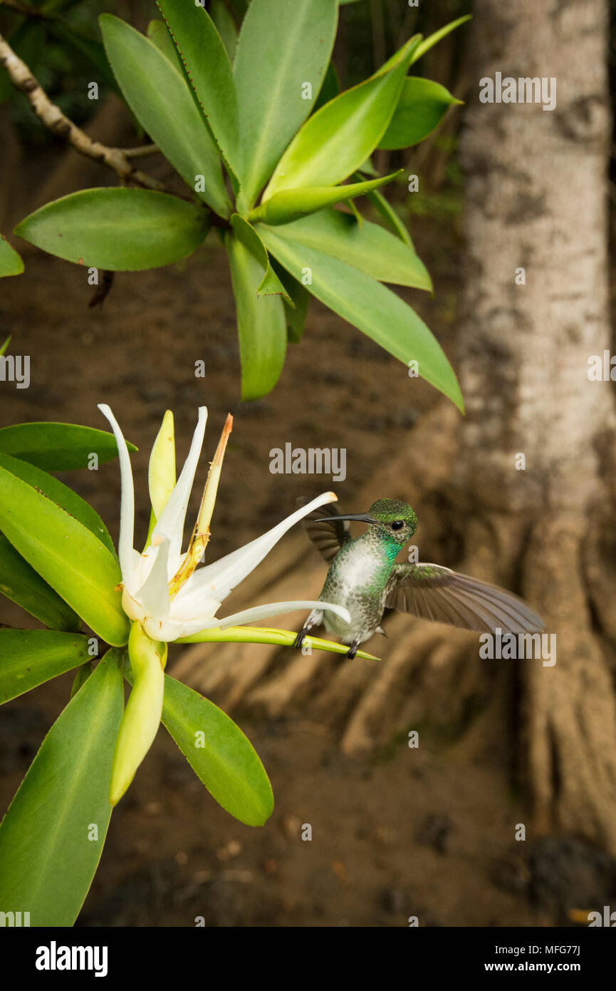 Una femmina di mangrove hummingbird, Amazilia boucardi, si alimenta il fiore di tè di mangrovia, Pelliciera rhizophorae, Costa Rica. Foto Stock