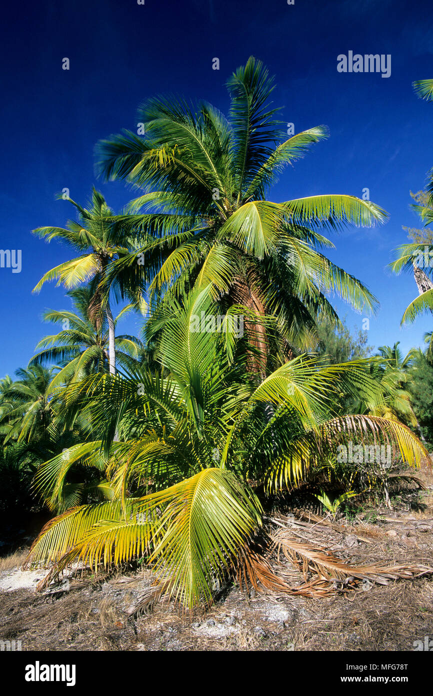 Palme sulla isola di Astove, Aldabra Atoll, patrimonio mondiale naturale, Seychelles, Oceano Indiano Data: 24.06.08 RIF: ZB777 115630 0001 obbligatorio di CREDI Foto Stock