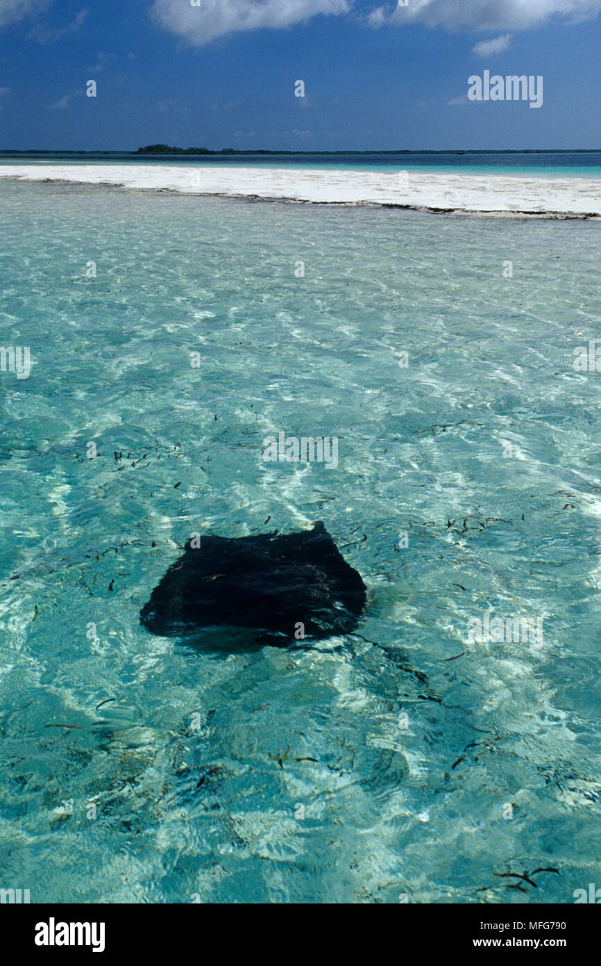 Un sting ray in acqua poco profonda all'interno della laguna, Aldabra Atoll, patrimonio mondiale naturale, Seychelles, Oceano Indiano Data: 24.06.08 RIF: ZB777 1 Foto Stock
