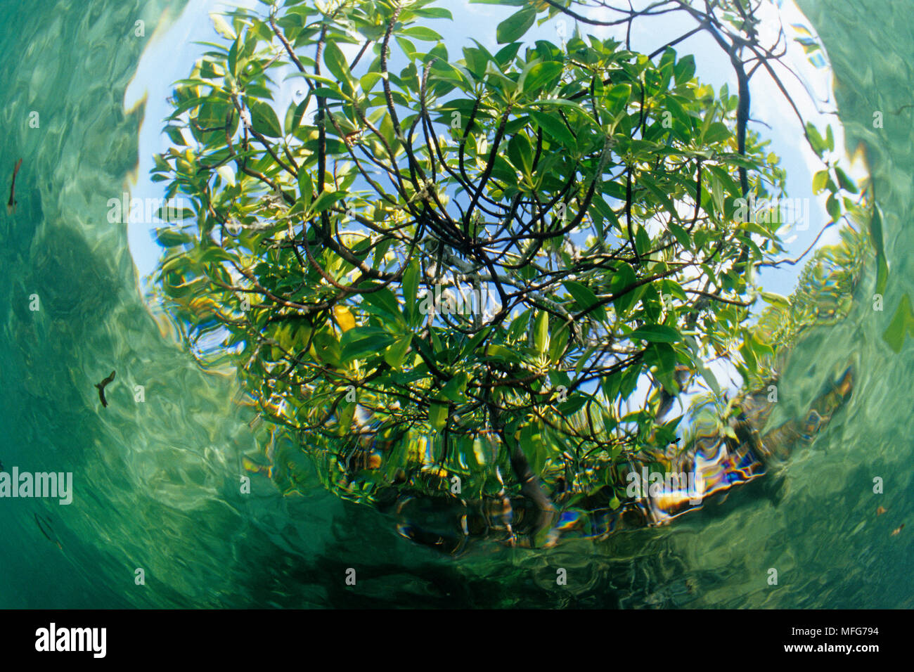 Alberi di mangrovia visto da sott'acqua all'interno della laguna, Aldabra Atoll, patrimonio mondiale naturale, Seychelles, Oceano Indiano Data: 24.06.08 RIF: ZB77 Foto Stock
