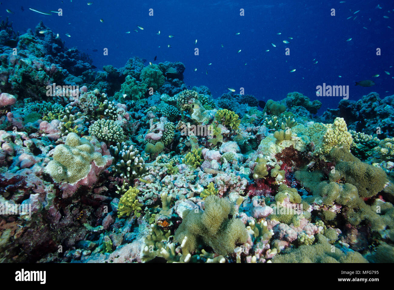 Il recupero di barriera corallina con segni di danneggiamento delle barriere coralline e coralli sani, Aldabra Atoll, patrimonio mondiale naturale, Seychelles, Oceano Indiano Data: 24 Foto Stock