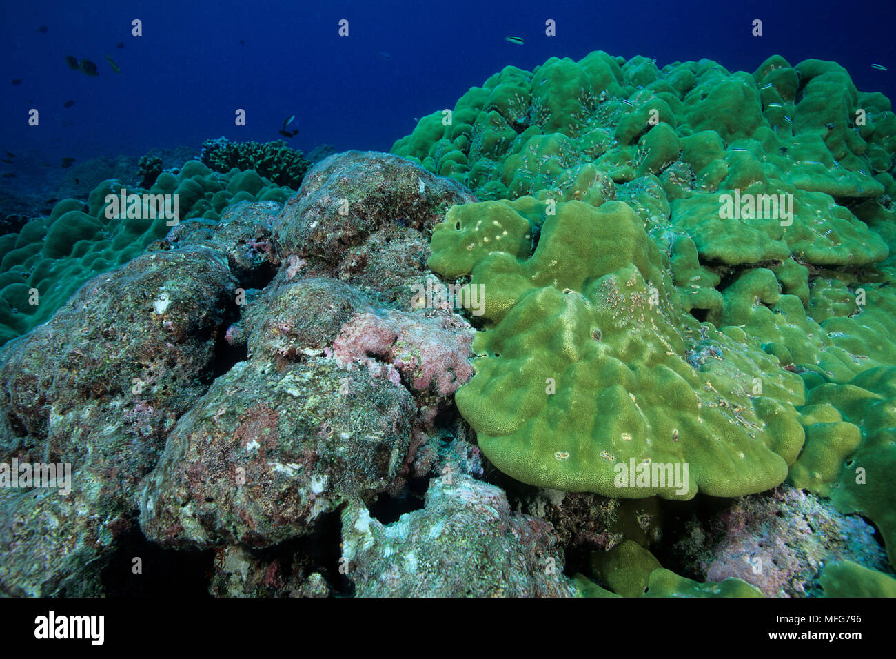 Coral reef con evidenti segni di danneggiamento delle barriere coralline e il recupero di un sano coralli, Aldabra Atoll, patrimonio mondiale naturale, Seychelles, Oceano Indiano Foto Stock