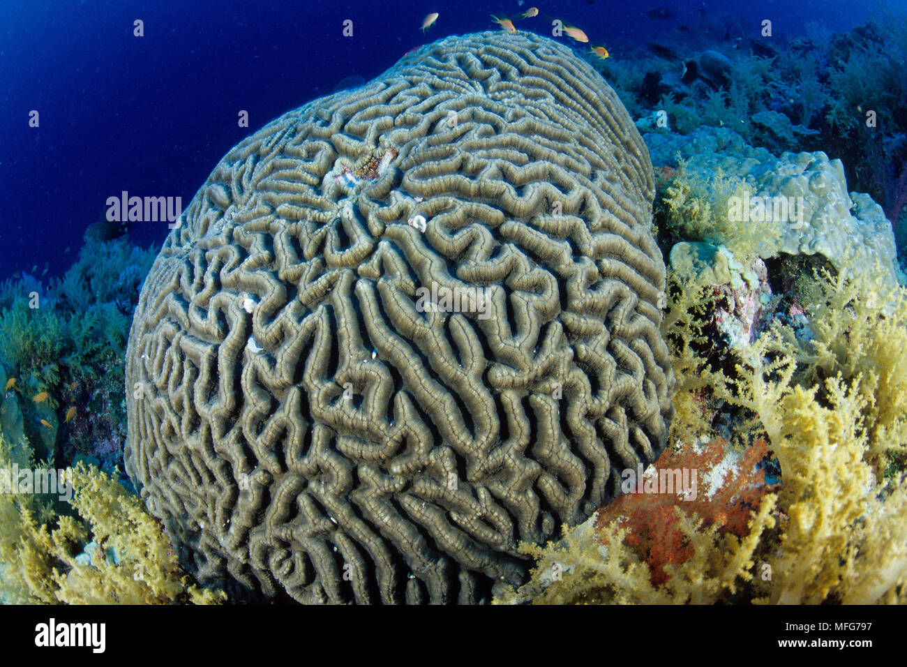 Brain coral, Platygyra lamellina, Aldabra Atoll, patrimonio mondiale naturale, Seychelles, Oceano Indiano Data: 24.06.08 RIF: ZB777 115630 0009 COMPUL Foto Stock