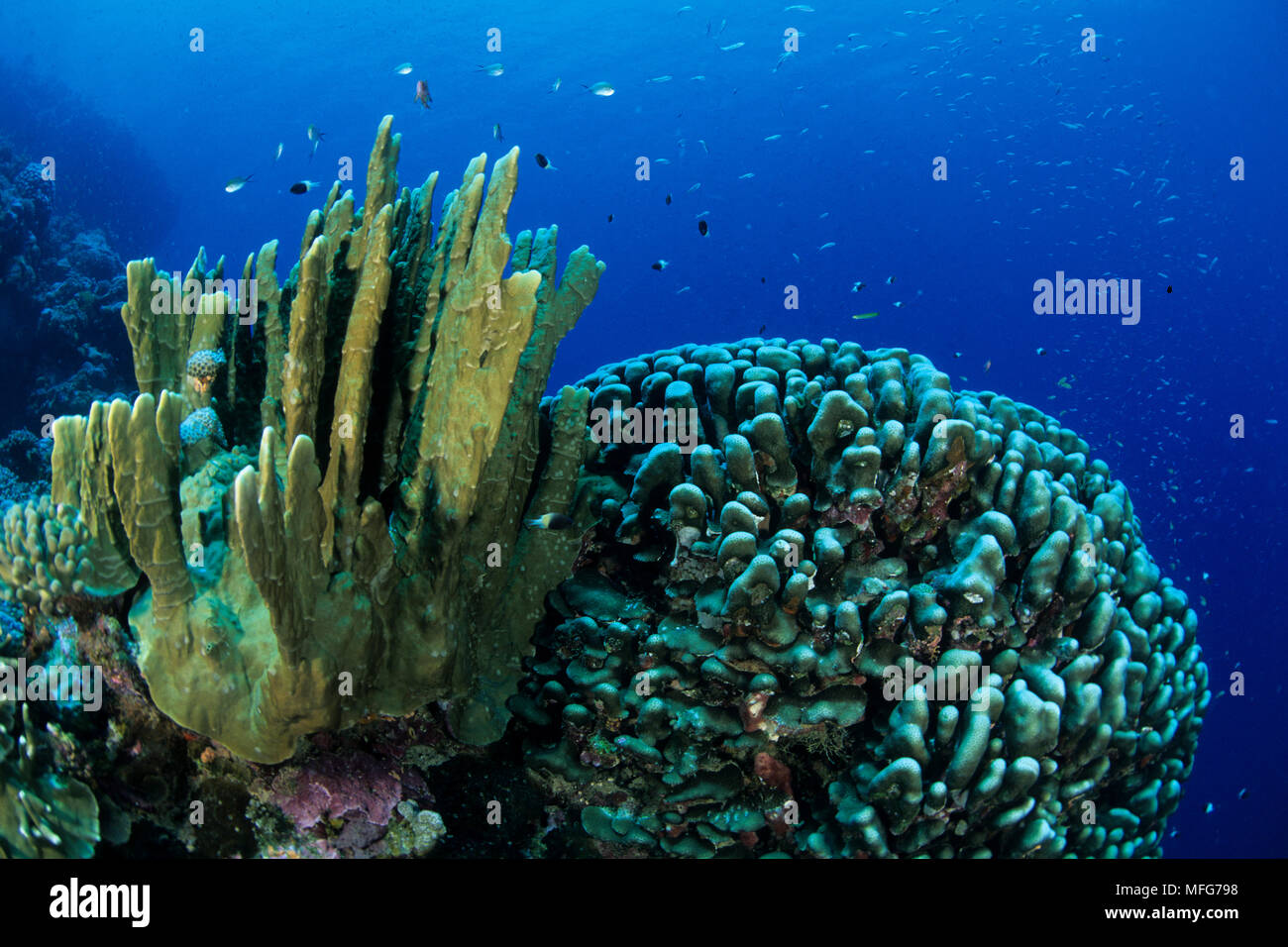 Coral reef con diversi coralli duri di formazioni, Aldabra Atoll, patrimonio mondiale naturale, Seychelles, Oceano Indiano Data: 24.06.08 RIF: ZB777 11 Foto Stock