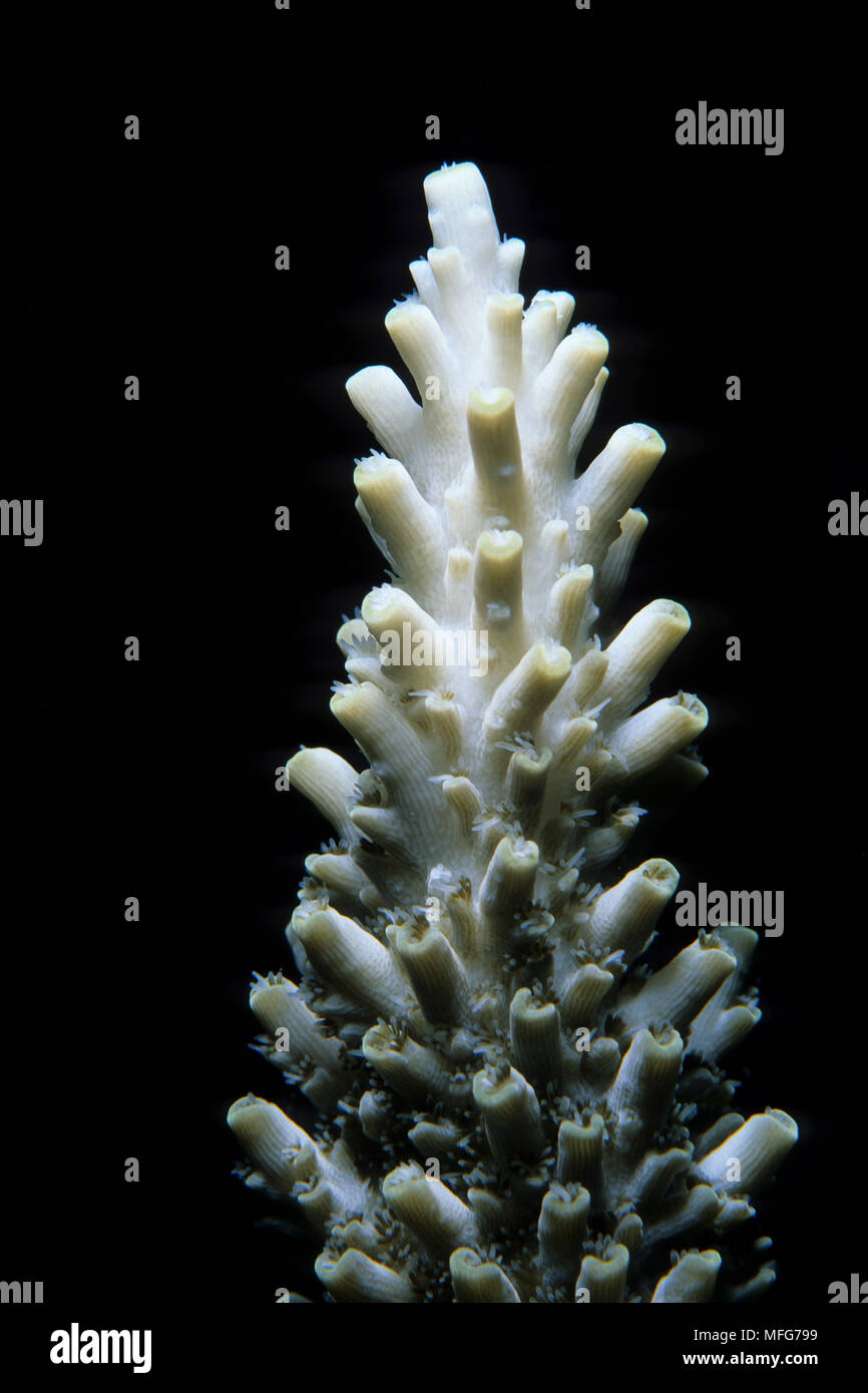Coralli duri, Acropora tenuis, Aldabra Atoll, patrimonio mondiale naturale, Seychelles, Oceano Indiano Data: 24.06.08 RIF: ZB777 115630 0011 OBBLIGATORIO Foto Stock