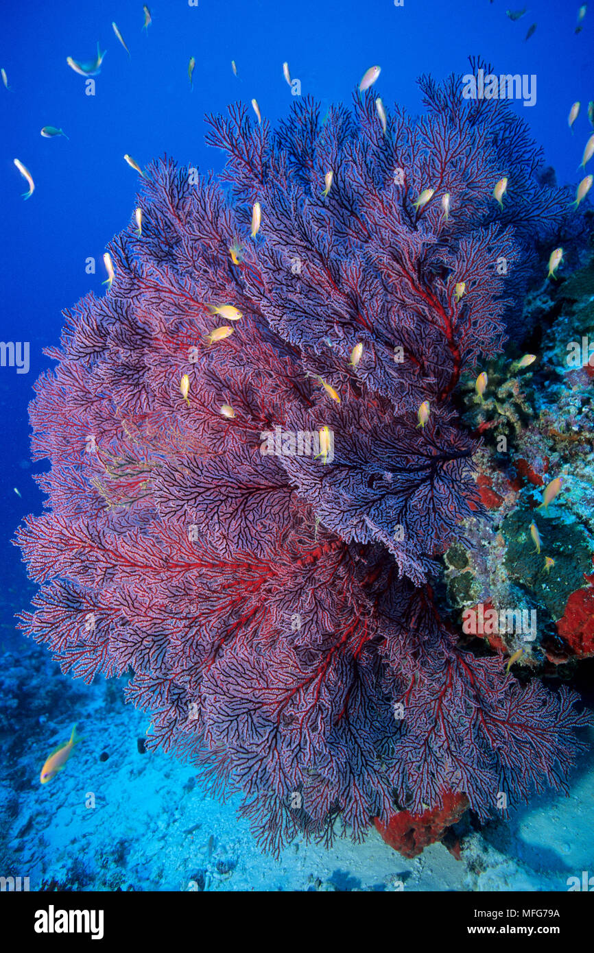 Mar Rosso ventola, Melithaea sp., Aldabra Atoll, patrimonio mondiale naturale, Seychelles, Oceano Indiano Data: 24.06.08 RIF: ZB777 115630 0012 OBBLIGATORIO C Foto Stock