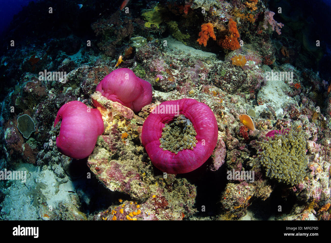 Magnifico mare anemone, Heteractis magnifica, Aldabra Atoll, patrimonio mondiale naturale, Seychelles, Oceano Indiano Data: 24.06.08 RIF: ZB777 115630 Foto Stock