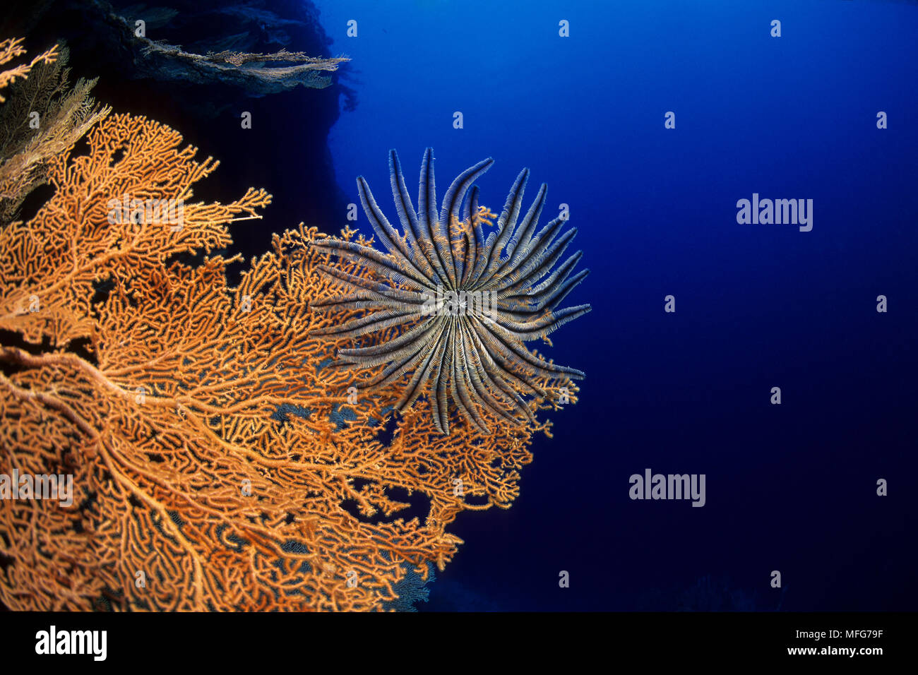 Ventola gorgonia, Subergorgia mollis, con piuma star, Aldabra Atoll, patrimonio mondiale naturale, Seychelles, Oceano Indiano Data: 24.06.08 RIF: ZB777 Foto Stock