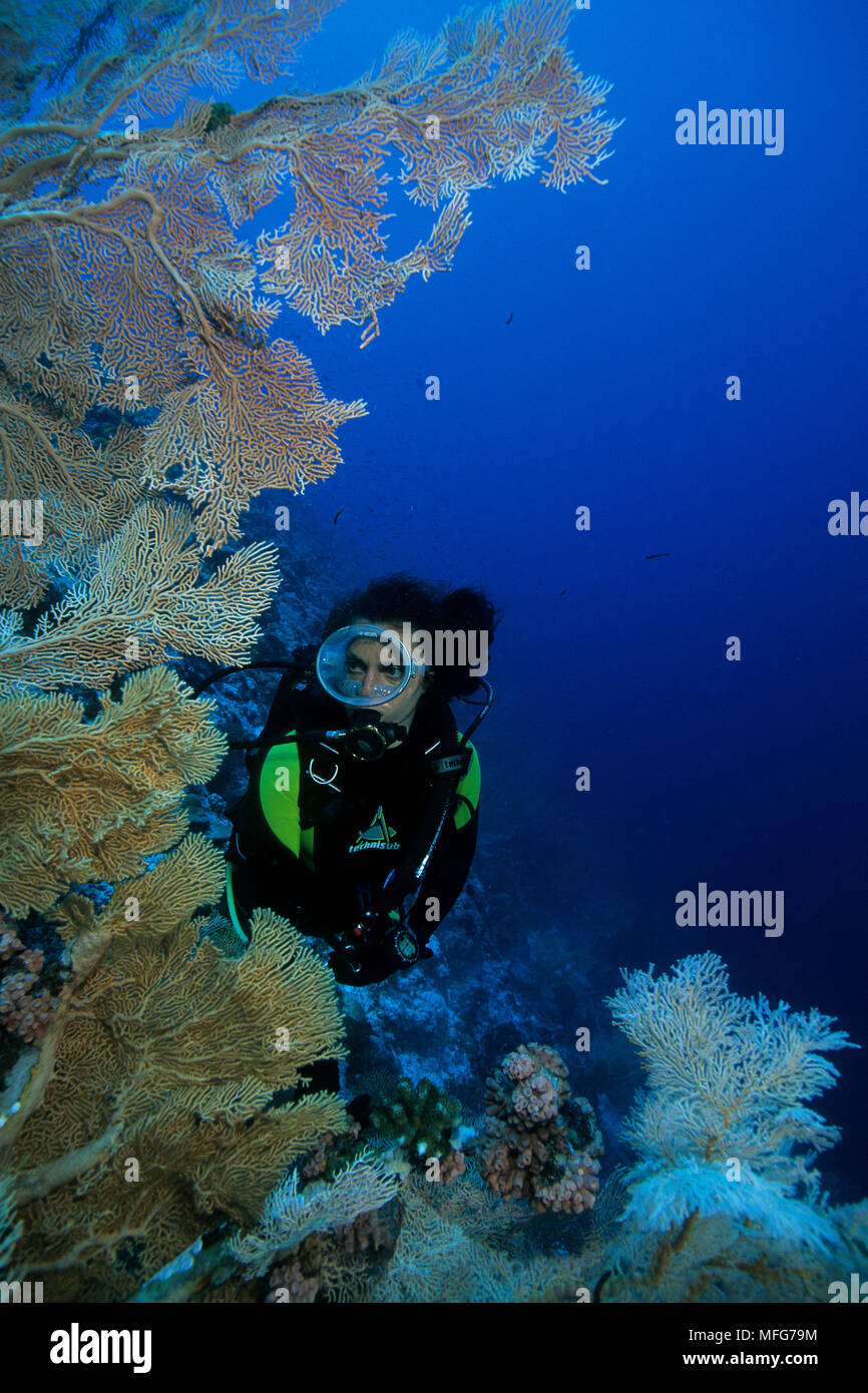 Subacqueo con ventola gorgonia, Subergorgia mollis, Aldabra Atoll, patrimonio mondiale naturale, Seychelles, Oceano Indiano Data: 24.06.08 RIF: ZB777 1 Foto Stock