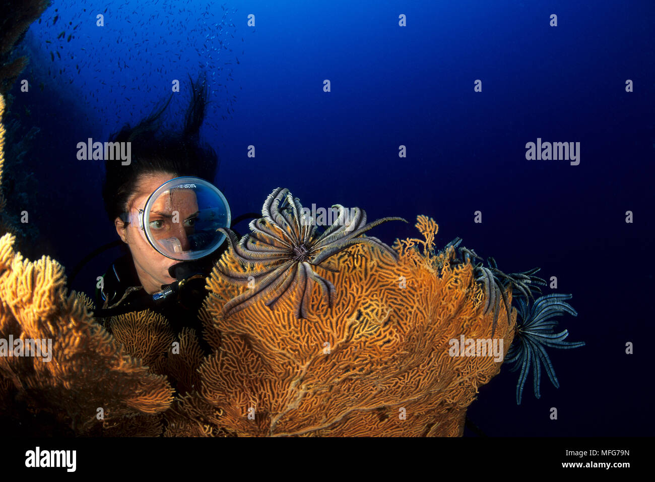 Scuba Diver cercando crinoidi sulla ventola gorgonia, Subergorgia mollis, Aldabra Atoll, patrimonio mondiale naturale, Seychelles, Oceano Indiano Data: 24.06.0 Foto Stock