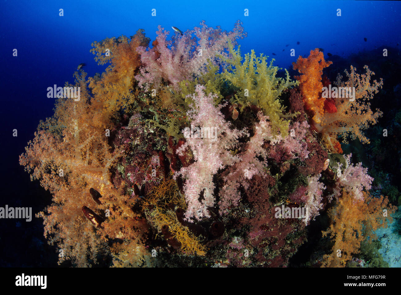 Soft Coral, Dendronephthya, Aldabra Atoll, patrimonio mondiale naturale, Seychelles, Oceano Indiano Data: 24.06.08 RIF: ZB777 115630 0022 OBBLIGATORIO C Foto Stock