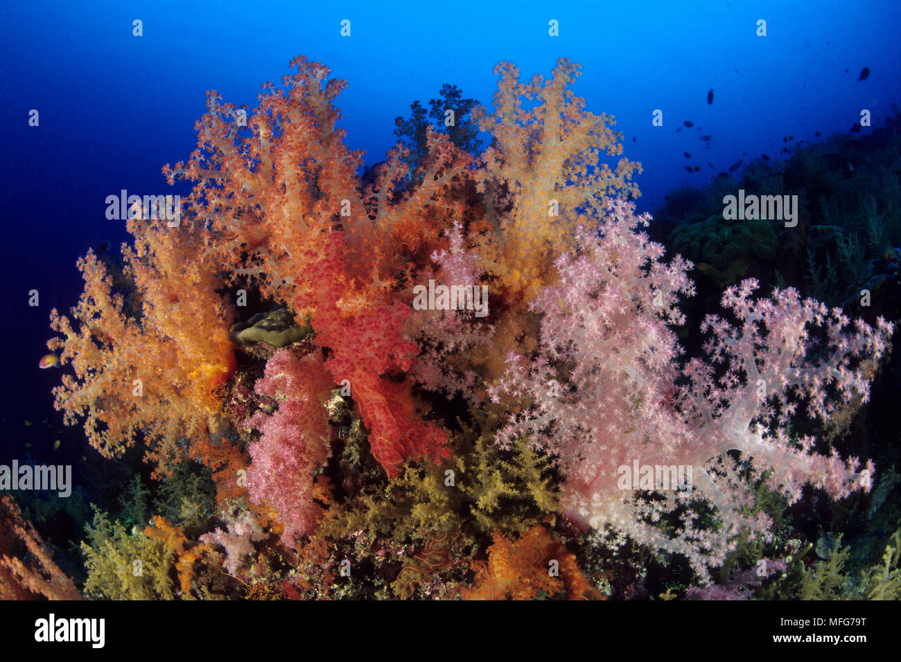 Soft Coral, Dendronephthya, Aldabra Atoll, patrimonio mondiale naturale, Seychelles, Oceano Indiano Data: 24.06.08 RIF: ZB777 115630 0023 OBBLIGATORIO C Foto Stock