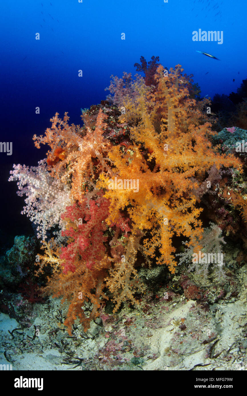 Soft Coral, Dendronephthya, Aldabra Atoll, patrimonio mondiale naturale, Seychelles, Oceano Indiano Data: 24.06.08 RIF: ZB777 115630 0024 OBBLIGATORIO C Foto Stock