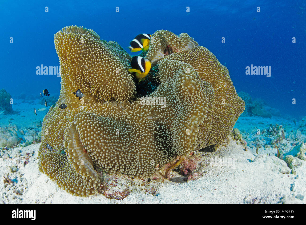 Seychelles, anemonefish Amphiprion fuscocaudatus, con anemone, Aldabra Atoll, patrimonio mondiale naturale, Seychelles, Oceano Indiano Data: 24.06.08 Foto Stock