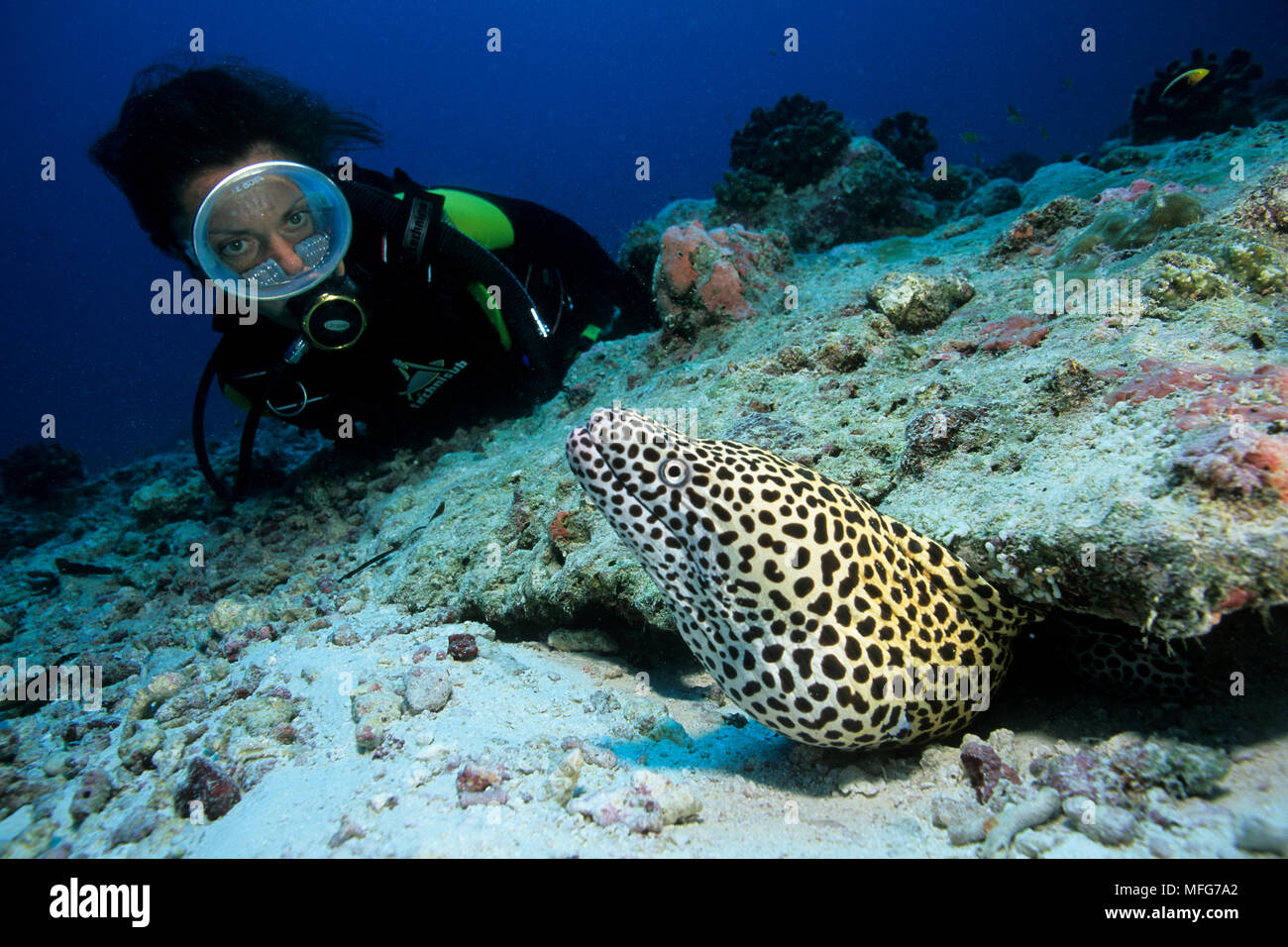 Subacqueo con nido di Moray, Gymnothorax favagineus , Chaetodon lunula, Aldabra Atoll, patrimonio mondiale naturale, Seychelles, Oceano Indiano dat Foto Stock