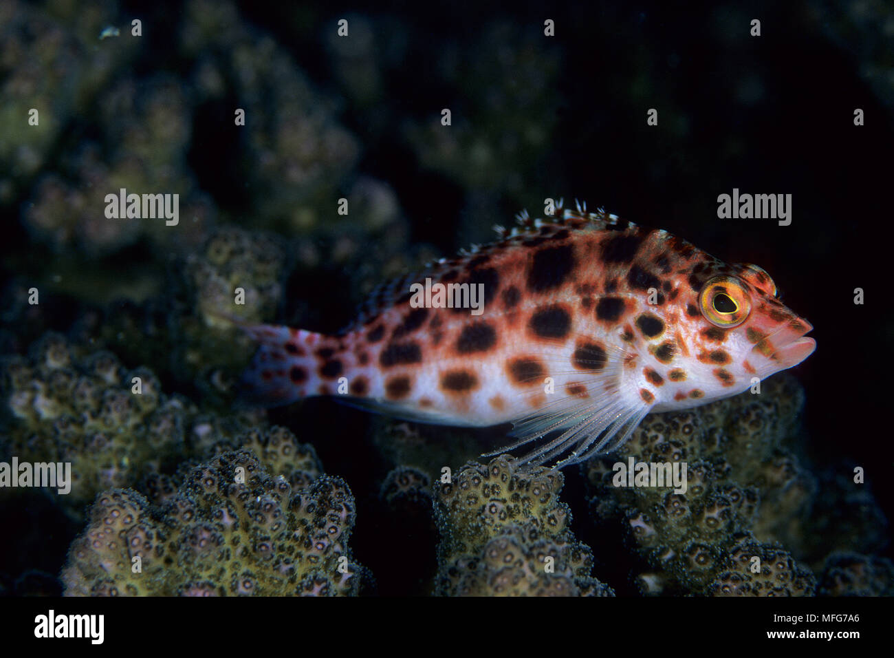 Avvistato hawkfish, Cirrhitichthys oxycephalus, Aldabra Atoll, patrimonio mondiale naturale, Seychelles, Oceano Indiano Data: 24.06.08 RIF: ZB777 115630  Foto Stock