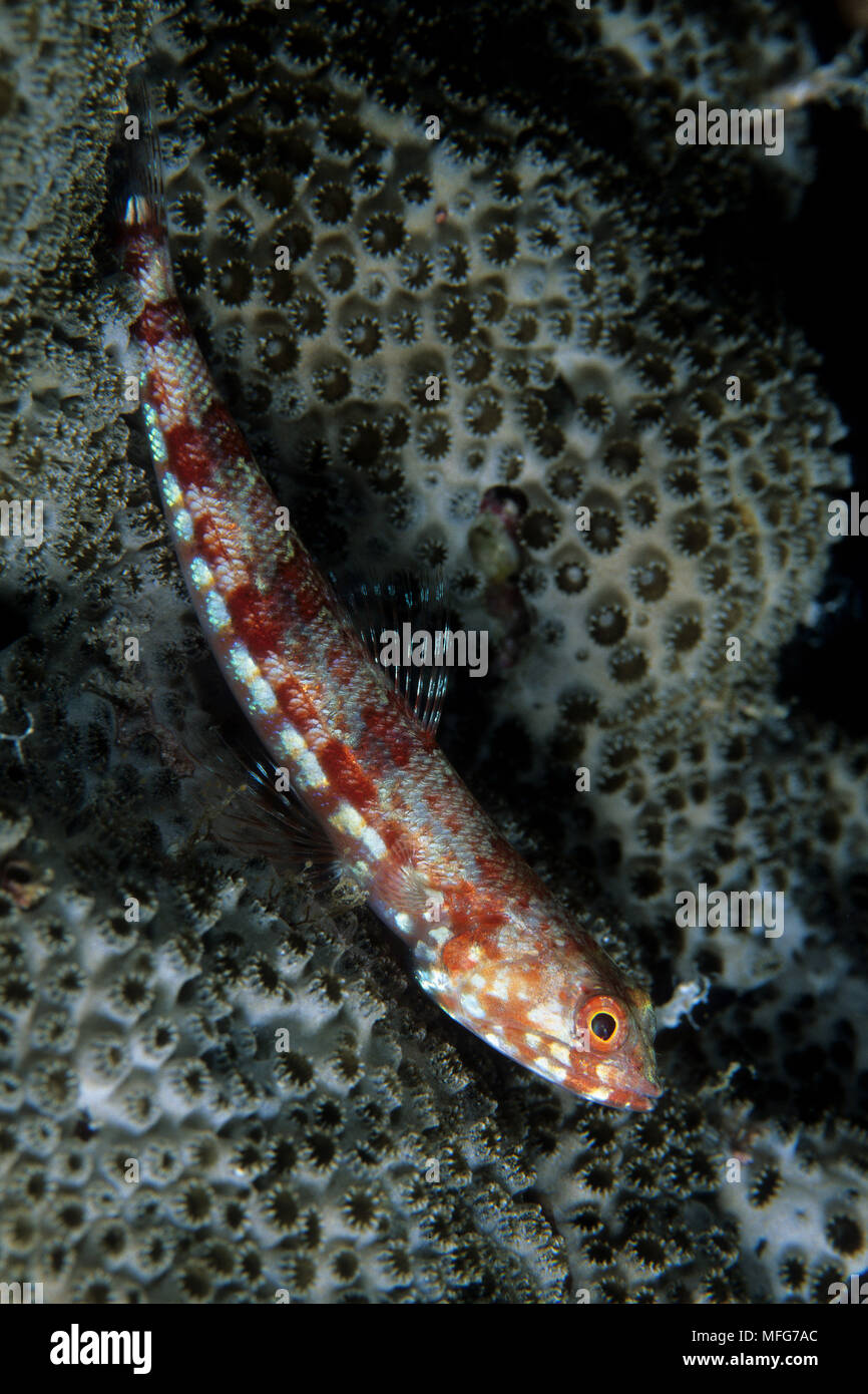 Variegato, lizardfish Synodus variegatus, Aldabra Atoll, patrimonio mondiale naturale, Seychelles, Oceano Indiano Data: 24.06.08 RIF: ZB777 115630 003 Foto Stock