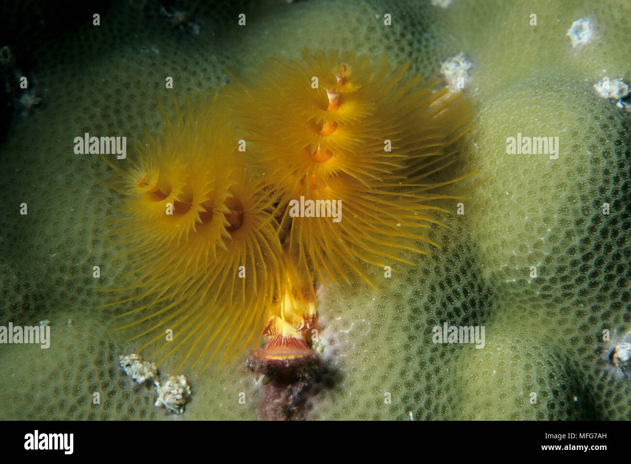 Albero di natale di worm, Spirobranchus giganteus, Aldabra Atoll, patrimonio mondiale naturale, Seychelles, Oceano Indiano Data: 24.06.08 RIF: ZB777 115630  Foto Stock
