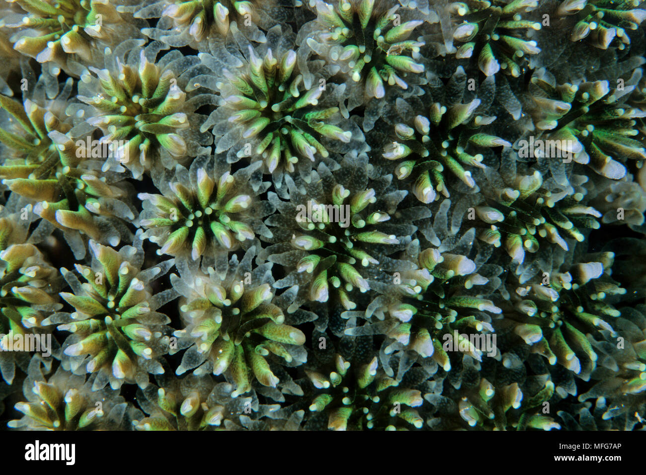 Polipi di corallo a fungo, Galaxa astreata, Aldabra Atoll, patrimonio mondiale naturale, Seychelles, Oceano Indiano Data: 24.06.08 RIF: ZB777 115630 00 Foto Stock