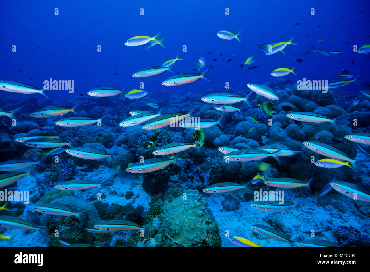 Secca di blue-dash fusilier, Pterocaesio tile, Aldabra Atoll, patrimonio mondiale naturale, Seychelles, Oceano Indiano Data: 24.06.08 RIF: ZB777 115630 Foto Stock