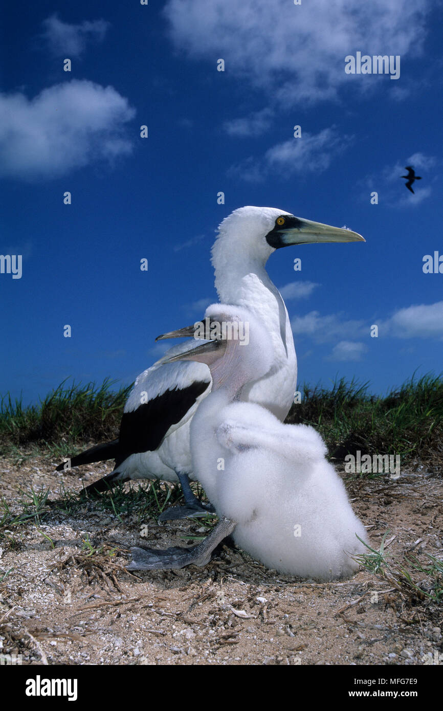 Masked booby con pulcino, Sula dactylatra, Aldabra Atoll, patrimonio mondiale naturale, Seychelles, Oceano Indiano Data: 24.06.08 RIF: ZB777 115635 0005 Foto Stock