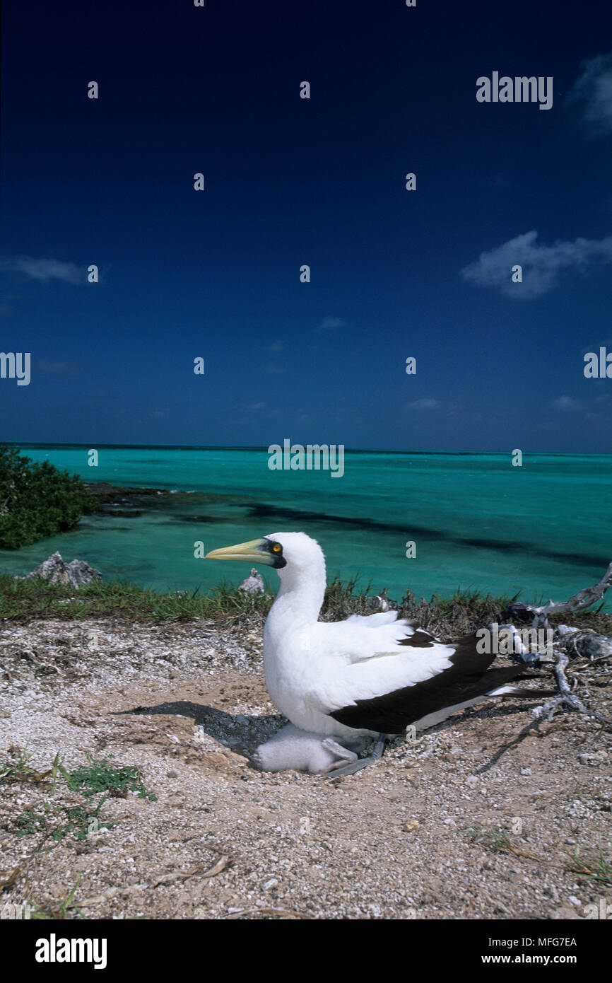 Masked booby con pulcino, Sula dactylatra, Aldabra Atoll, patrimonio mondiale naturale, Seychelles, Oceano Indiano Data: 24.06.08 RIF: ZB777 115635 0006 Foto Stock