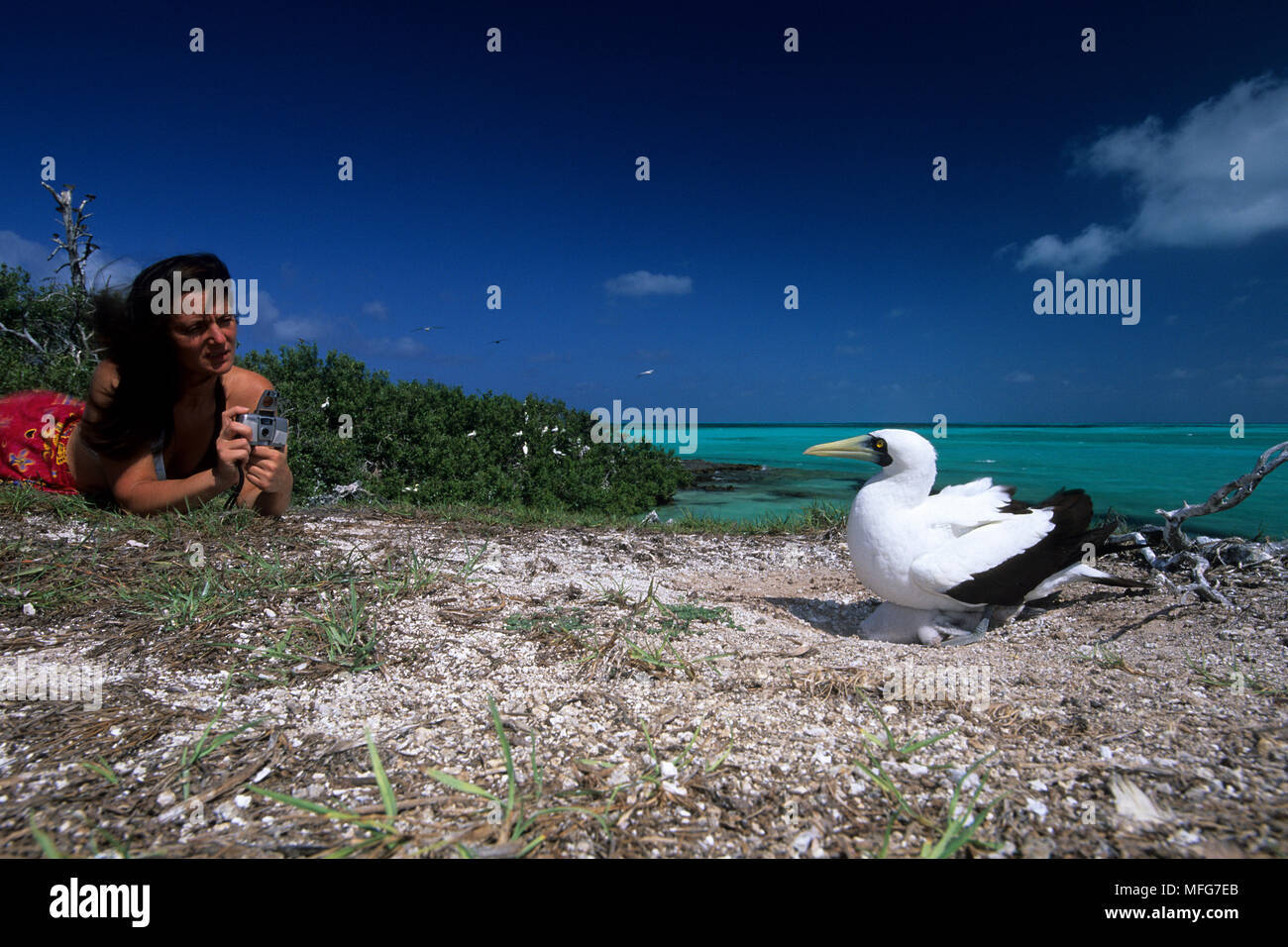 Donna che guarda mascherata booby con pulcino, Sula dactylatra, Aldabra Atoll, patrimonio mondiale naturale, Seychelles, Oceano Indiano Data: 24.06.08 RIF: ZB7 Foto Stock