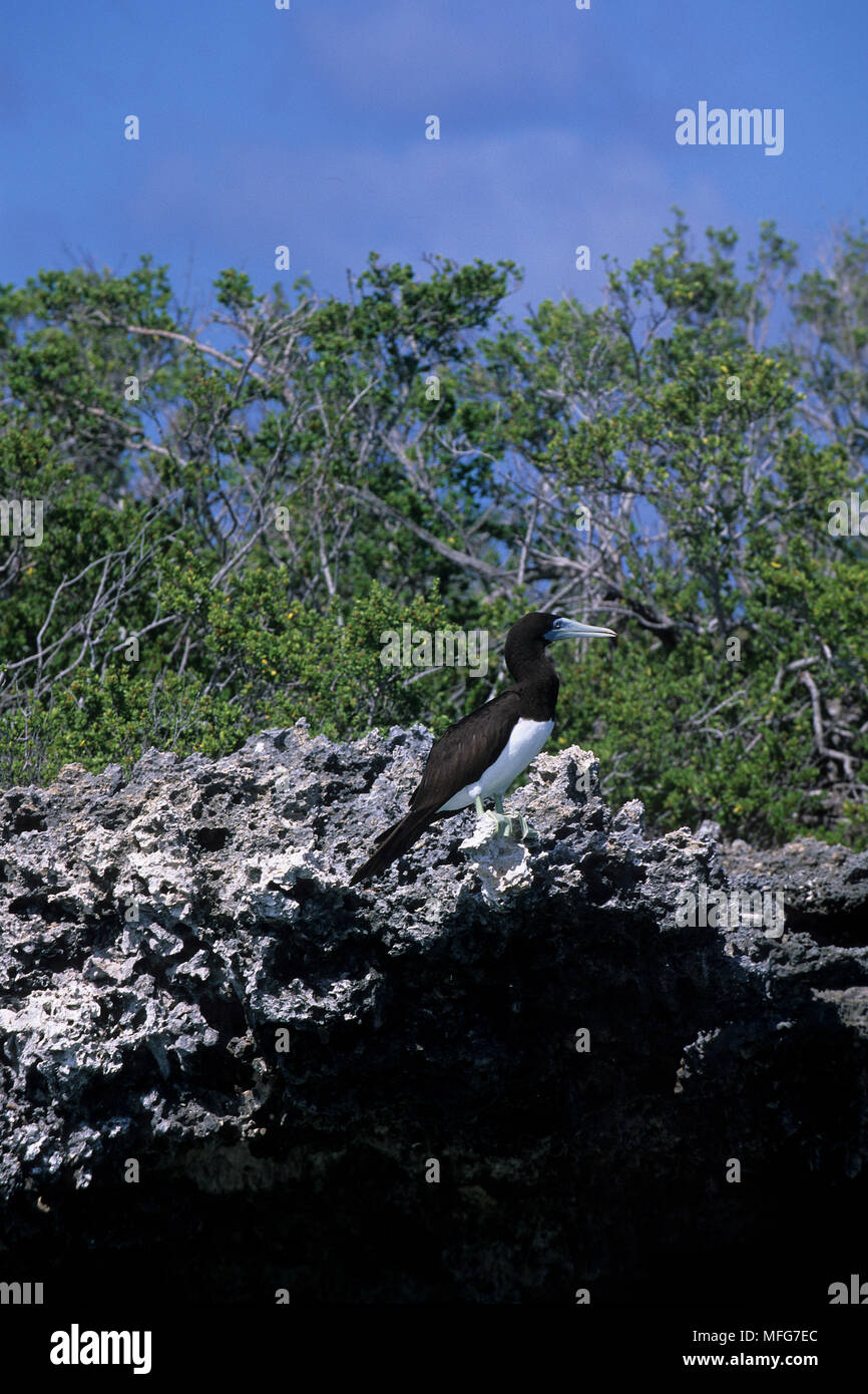 Brown booby, Sula leucogaster, Aldabra Atoll, patrimonio mondiale naturale, Seychelles, Oceano Indiano Data: 24.06.08 RIF: ZB777 115635 0008 COMPULSOR Foto Stock