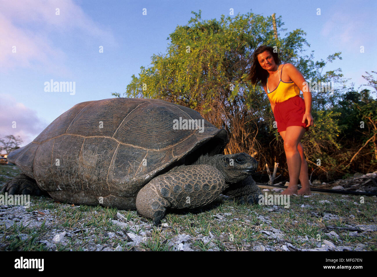 Donne in cerca di una tartaruga gigante, Geochelone gigantea, Aldabra Atoll, patrimonio mondiale naturale, Seychelles, Oceano Indiano Data: 24.06.08 RIF: ZB777 Foto Stock