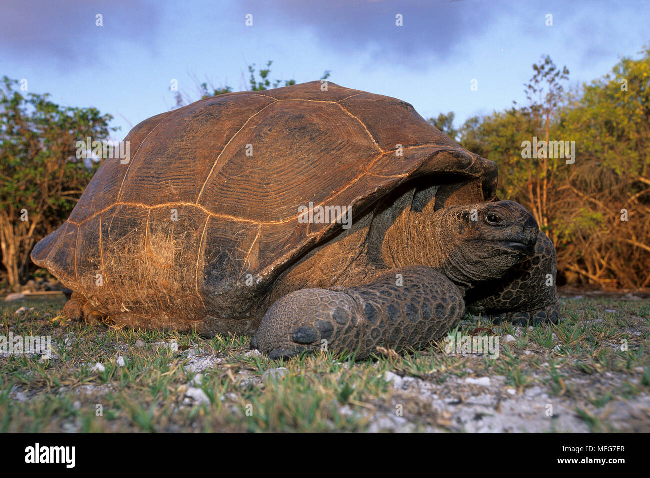 La tartaruga gigante, Geochelone gigantea, Aldabra Atoll, patrimonio mondiale naturale, Seychelles, Oceano Indiano Data: 24.06.08 RIF: ZB777 115635 0016 COM Foto Stock